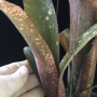 Billbergia 'Pink Champagne' (S).