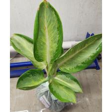 Aglaonema Banana wealthy round A-79