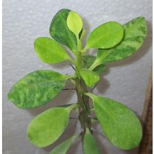 Молочай маленькие цветы варегатный. / euphorbia small flowers variegata (S)