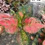 Aglaonema  Anyamanee- Red  A-13