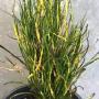 Codiaeum Picasso's Paintbrush.2pp