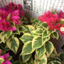 Bougainvillea Twilight Pixie albomarginata.
