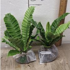 Asplenium 'Silver Wing'