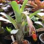 Aechmea nudicaulis var equalis (Bromeliad) 21