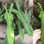 Philodendron sp.(T27)