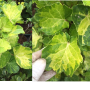 Polyscias balfouriana (yellow variegated).