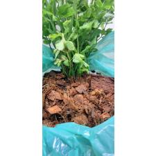 Pteris ensiformis victoriae