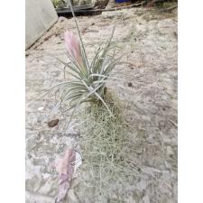 tillandsia usneoides & tillandsia PINK