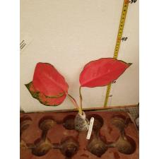 Aglaonema Chang Daeng 17