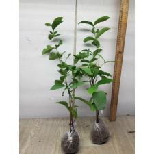 Syzygium samarangense (small and red fruit) 319