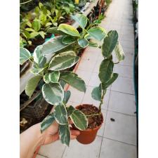 Stephanotis Floribunda 'alpine' 12 cm pot