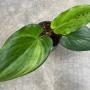 Drimiopsis maculata variegata