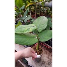 Syngonium macrophylla 'Dark Night' 229/1