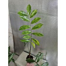 Zamioculcas zamiifolia variegated (long leaf) стакан Д