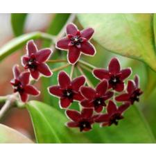 Hoya. Lamingtoniae 1+