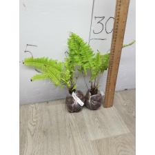 Nephrolepis exaltata cv Blonde (Rita's Gold)