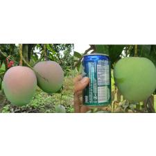 Мангифера индика "Р2Е2" / Mangifera indica 'R2E2'. 174