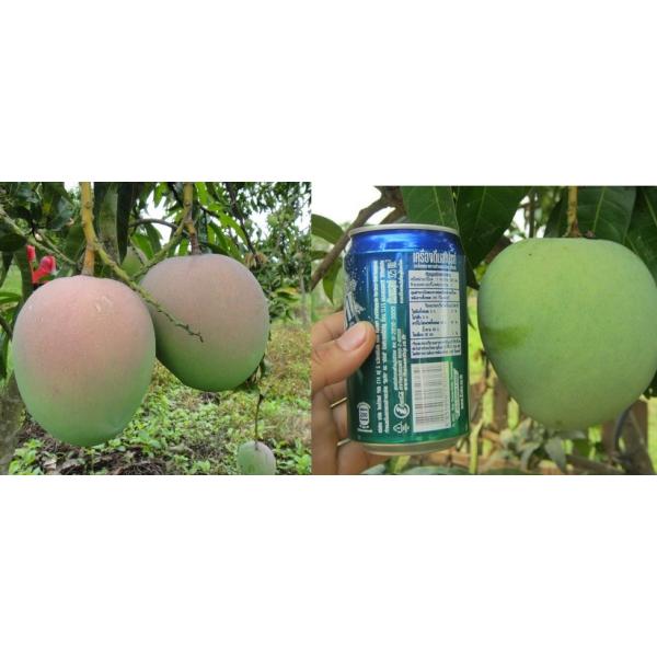 Мангифера индика "Р2Е2" / Mangifera indica 'R2E2'. 174