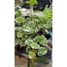 Polycias balf. marginata stem pot