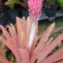 Quesnelia quesneliana (Bromeliad) 246