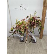 Codiaeum A52 Soii Ra ya