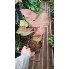 syngonium dark pink pot