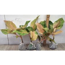 Аглаонема Шрипайом / Aglaonema Sripayom A-126