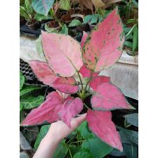 Aglaonema Super Red A-39 pot