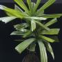 Licuala spinosa (Thailand).