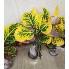 Codiaeum A35 Set tee had yai