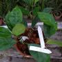 Hoya praetorii          523