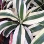 Dracaena Baramee Ngern