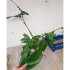 philodendron lime fiddle spot levis  pot 850p