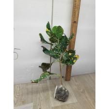 Codiaeum Nang Thong Prasri 122