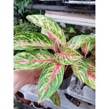 Aglaonema Fln004 12 см горшок