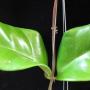 Hoya monetteae          646
