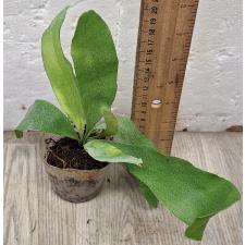 Платицериум / Platycerium