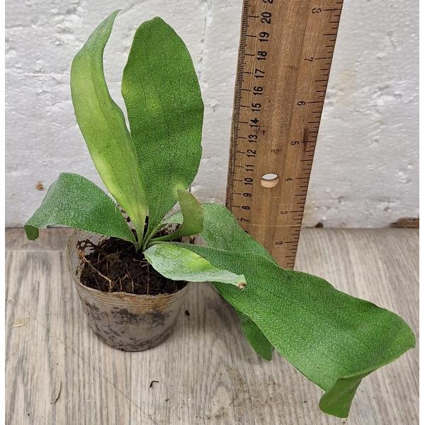 Платицериум / Platycerium