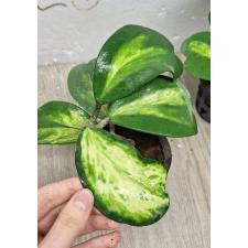 Hoya kerrii variegata 'Chanrit's Choice' pot