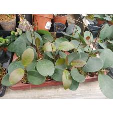 hoya australis 6 cm pot