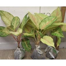 Аглаонема Фрозен / Aglaonema Frozen A-26