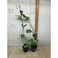 Hoya kerrii 'Spot leaf' 