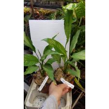 Spathiphyllum (T01) = Spilt Milk  684