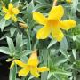 Allamanda sp.(T05) 'Silver leaf' (yellow flower)