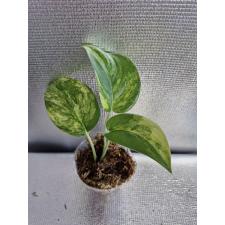 Scindapsus sp variegated 3 lew 2200р