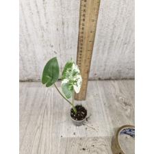 Colocasia gigantea (Leucocasia gigantea)(white variegated) S