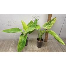 Philodendron calkins gold