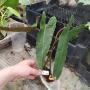 Philodendron billetiae (yellow petiole)