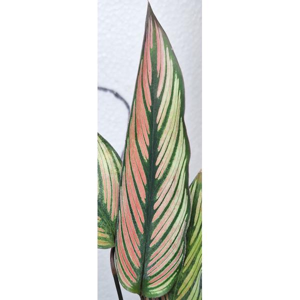 Калатея украшенная / calathea pinstripe