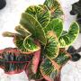 Codiaeum Aree.